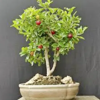 Gooseberry Amla Plant